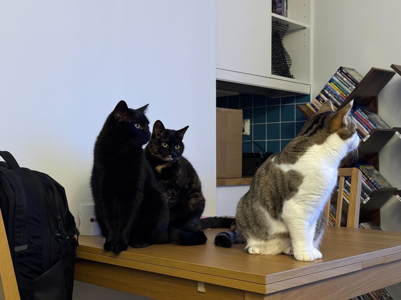 My cats: Heimdall (the void), Eir (the tortie) and Idun (the fool) sitting on the table
